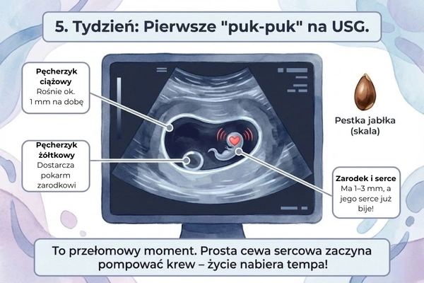 5 Tydzień ciąży – co widać w badaniu USG